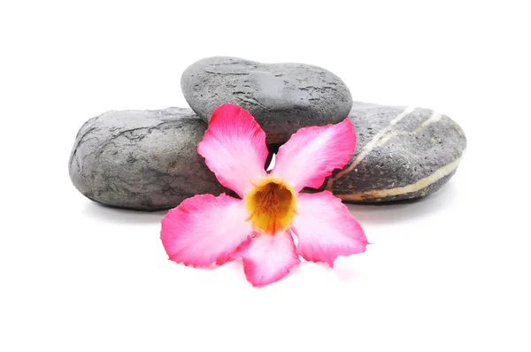 Zen e Spa pietra con Frangipani fiore su sfondo bianco — Foto Stock
