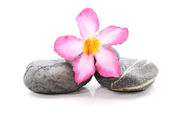 Zen und Wellness-Stein mit Frangipani-Blume auf weißem Hintergrund — Stockfoto