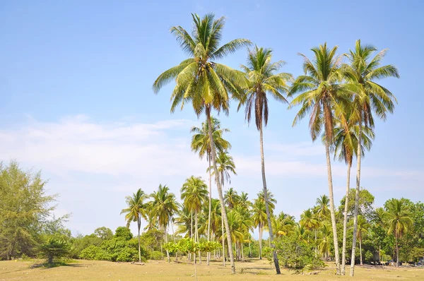 Coconut Trees Under Blue Sky — Stock Photo, Image
