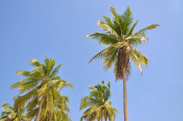 Coconut Trees Under Blue Sky — Stock Photo, Image