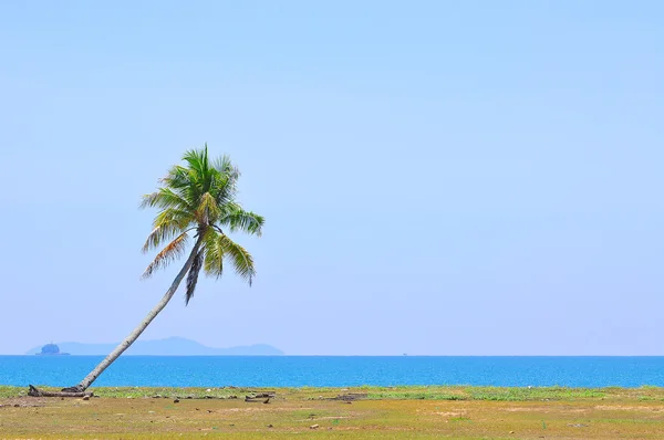 Coconut tree under blue sky at the beach of south china sea with — Stock Photo, Image