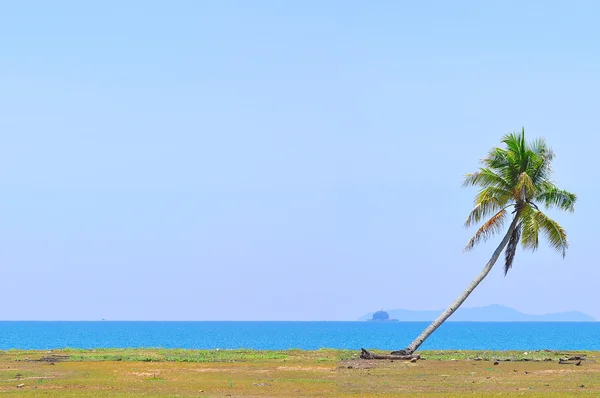 Кокосовое дерево под голубым небом на пляже Южно-Китайского моря с — стоковое фото