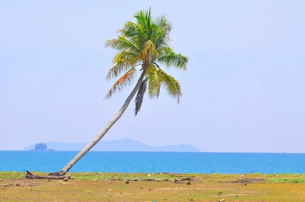 Кокосовое дерево под голубым небом на пляже Южно-Китайского моря с — стоковое фото