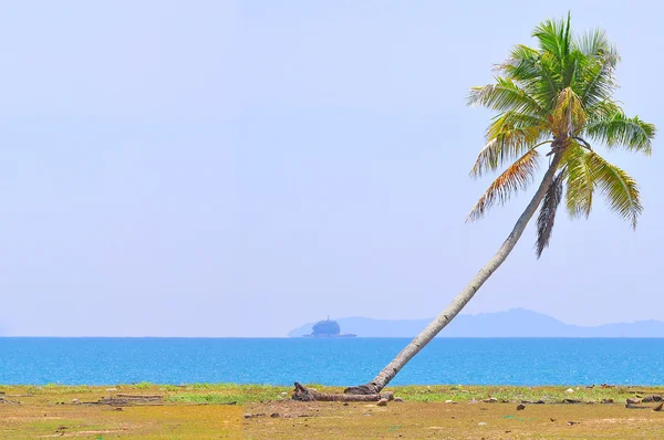 Coconut tree under blue sky at the beach of south china sea with — Stock Photo, Image