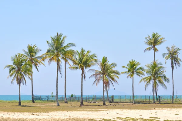 Coconut trees under blue sky at the beach of south china sea — Stock Photo, Image