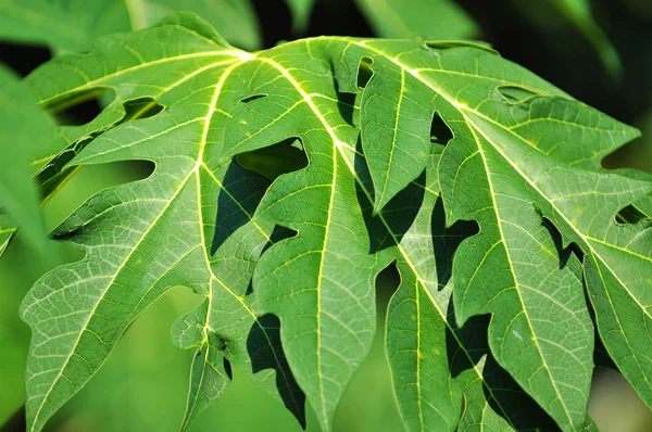 As folhas de mamão verdes e saudáveis — Fotografia de Stock