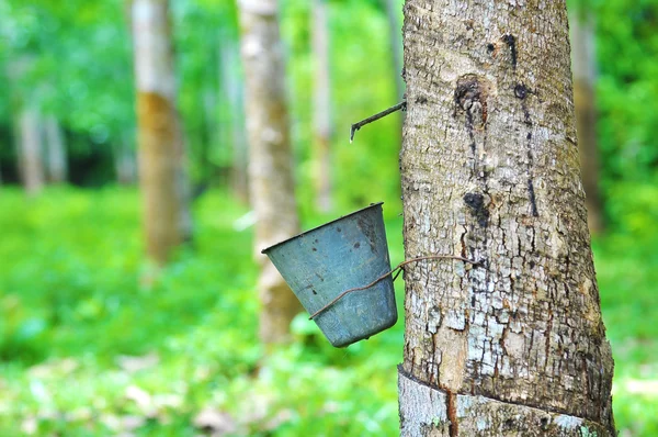 Árvore de borracha e tigela de látex — Fotografia de Stock