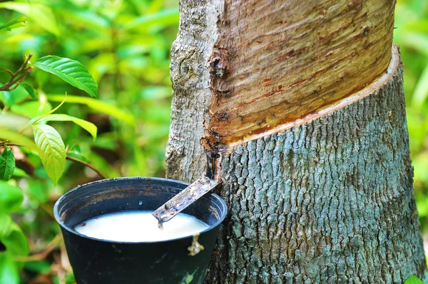 Látex de borracha de árvore de borracha — Fotografia de Stock