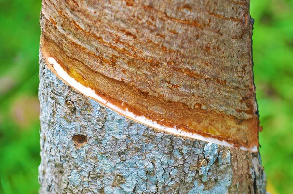 Bliska gumowe drzewa jest na podsłuchu — Zdjęcie stockowe