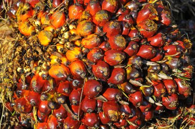 Hurma yağı meyve avuç yakın çekim