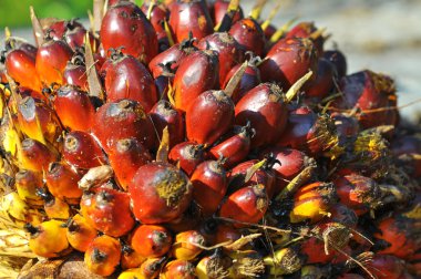 Hurma yağı meyve avuç yakın çekim