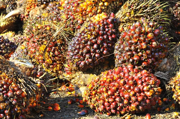 Kilka owoców zebranych oleju palmowego — Zdjęcie stockowe