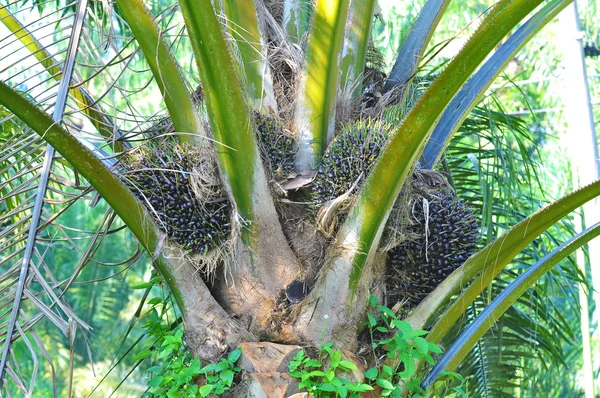 Κοντινό πλάνο φοινικέλαιο tree — Φωτογραφία Αρχείου