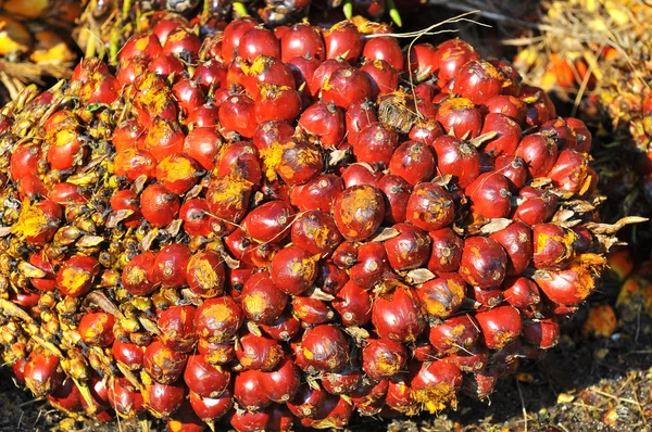 Zamknij się z grona owoców olej palmowy — Zdjęcie stockowe