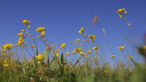 Літні квіти — стокове відео