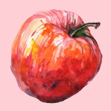 Elle çizilmiş suluboya. Vektör çizim elma