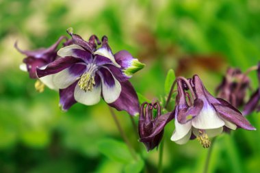 Bahçe mor çiçekler