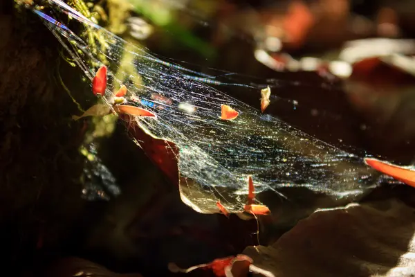 森林蜘蛛网 — 图库照片