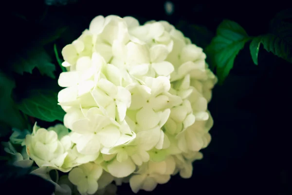 Pretty white flower — Stock Photo, Image