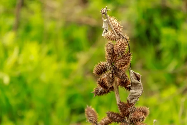 Branch of velcro — Stock Photo, Image