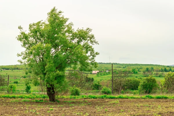 Drzewa w okolicy — Zdjęcie stockowe