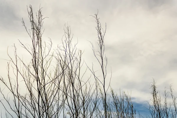 Ramos sem folhas no céu — Fotografia de Stock