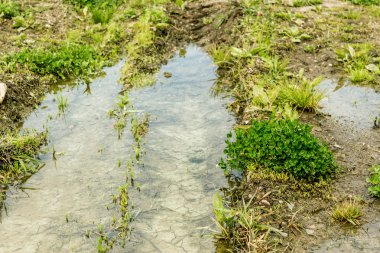 Kırsal yere ve bir su birikintisi