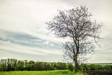 Kuru bir ağaç dalı
