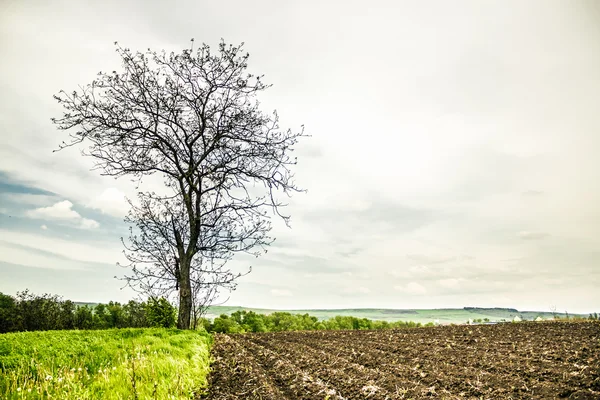 Árvore solitária no calor — Fotografia de Stock