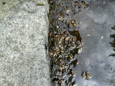 Kaldırım ve yaprakları