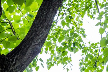 Yapraklı ağaç gövdesi