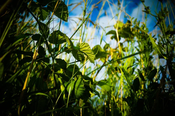 Uitzicht vanaf het gras — Stockfoto