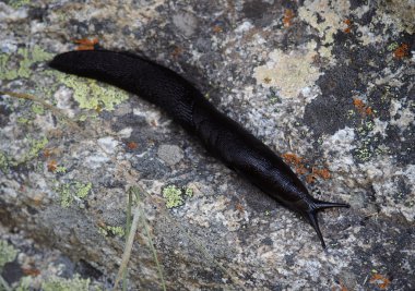 Slug granit üzerinde