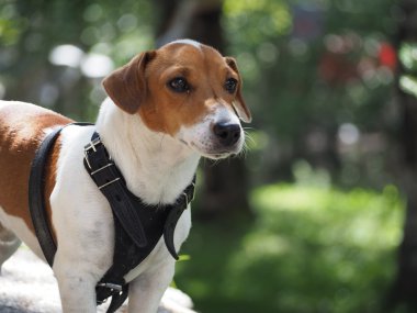 jack Russell terrier portre