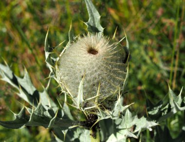 Milk Thistle Silybum marianum bitkisel çözüm bitki. Skoç, Cardus marianus