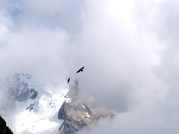 Nuageux dans le ciel et 2 oiseaux volants . — Photo