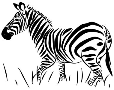 Zebra full size on white background