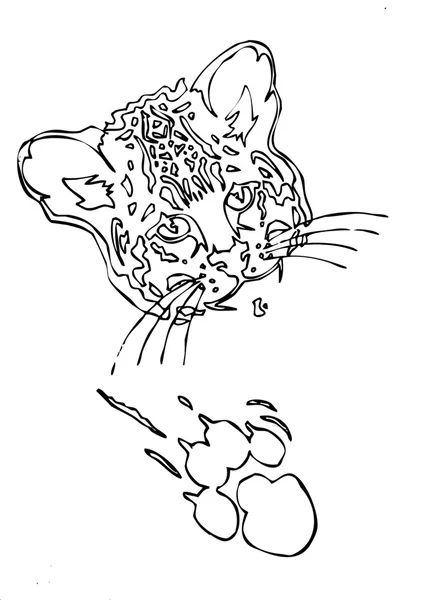 Cara de leopardo con contorno de garra y garra — Vector de stock