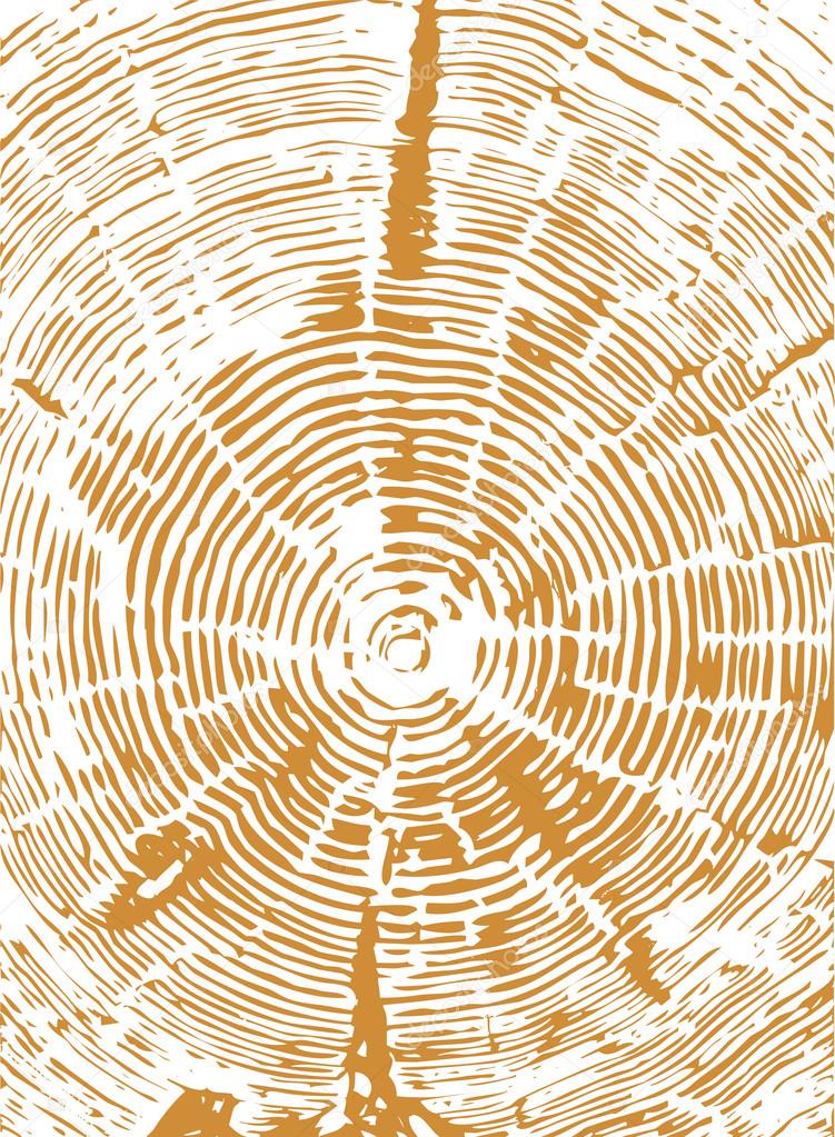 Cross section of tree stump vector