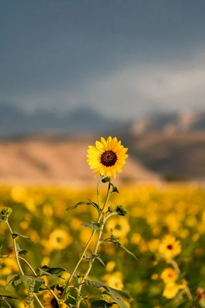 Bozkırda ayçiçeği