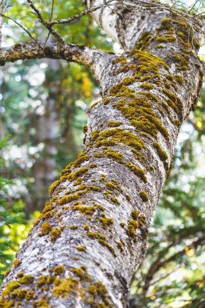 Kazakistan 'ın doğasındaki ağaç yosun ile büyüyor.