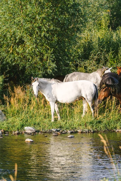 Kazakistan 'da otlayan bir at sürüsü.