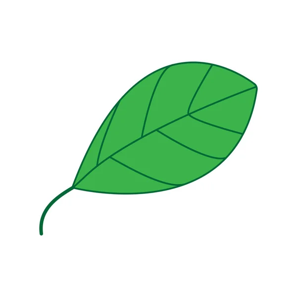 Feuille Verte Sur Fond Blanc Feuille Verte Pour Conception Botanique — Image vectorielle