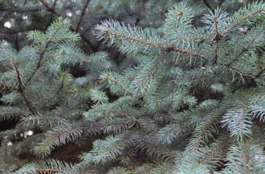 Yeni yıl ve Noel arkaplanı ve çerçevesi pankart ve kartpostalların tasarımının yanı sıra Noel ve Yeni Yıl temalı her tasarım için.