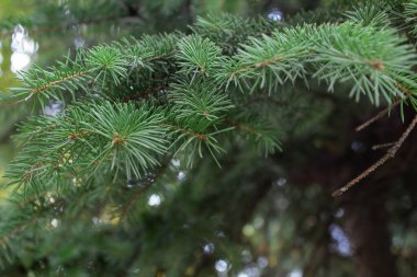 Yeni yıl ve Noel arkaplanı ve çerçevesi pankart ve kartpostalların tasarımının yanı sıra Noel ve Yeni Yıl temalı her tasarım için.
