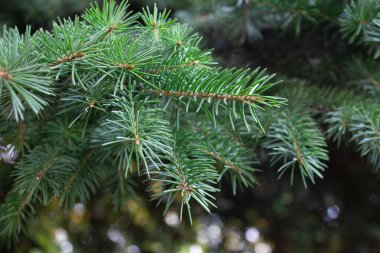 Yeni yıl ve Noel arkaplanı ve çerçevesi pankart ve kartpostalların tasarımının yanı sıra Noel ve Yeni Yıl temalı her tasarım için.