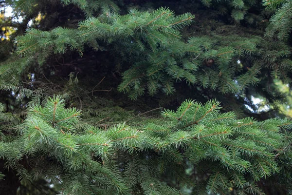 Anno Nuovo Sfondo Natale Cornice Progettazione Striscioni Cartoline Nonché Qualsiasi — Foto Stock