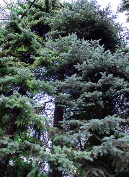 背の高いトウヒの木が森の中で育ち 環境を飾る — ストック写真