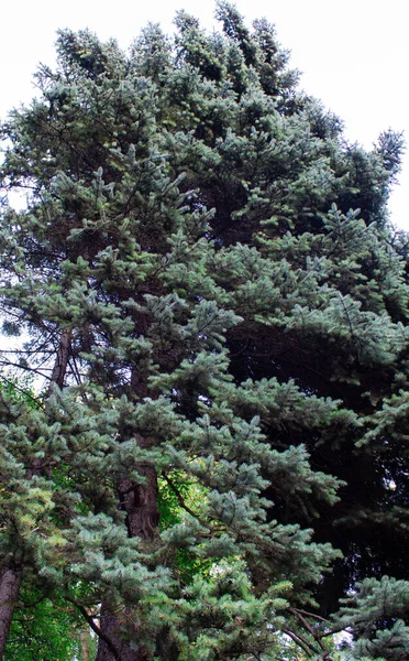 Grand Épinette Pousse Dans Forêt Décorant Environnement — Photo