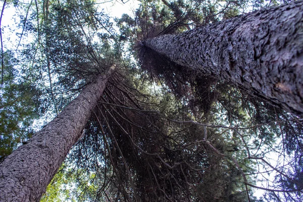 Tall Spruce Tree Grows Forest Decorating Environment — Stock Photo, Image